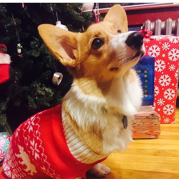 Meet Tucker! - Picture 2 of 2